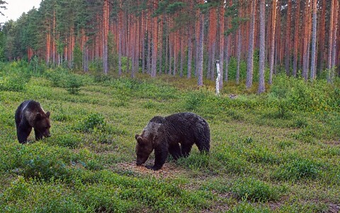 Медведи.