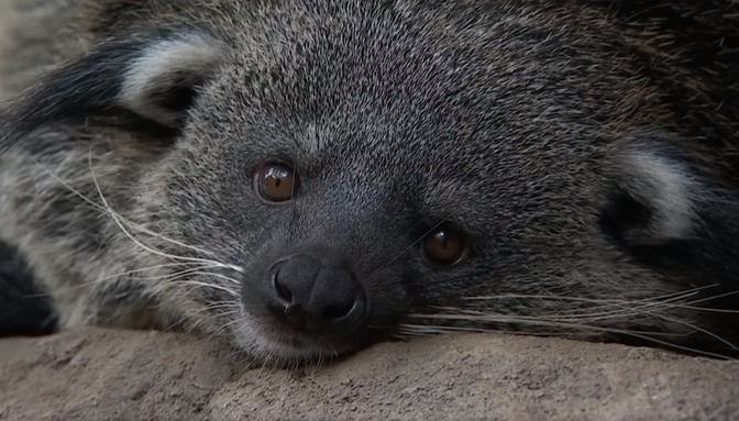 Tallinn Zoo's binturongs attempted multiple escapes
