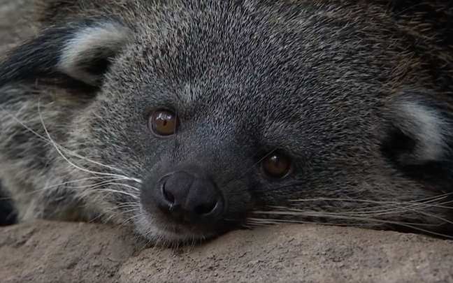 Binturong.