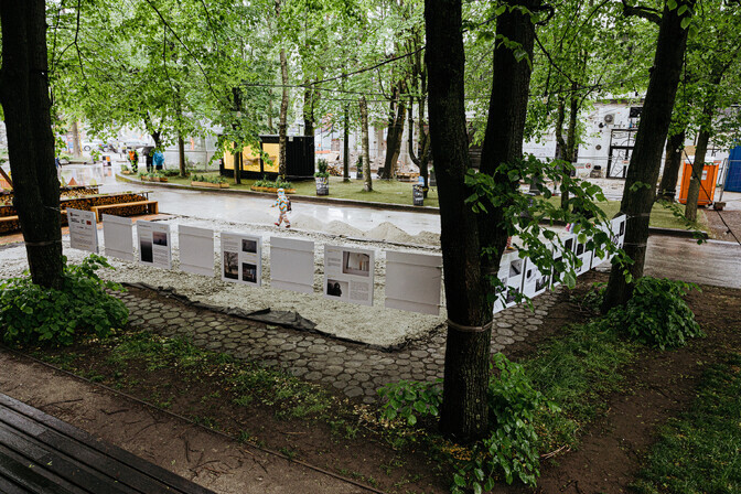 Tallinn to evaluate condition of trees from photos in new tree-felling rules