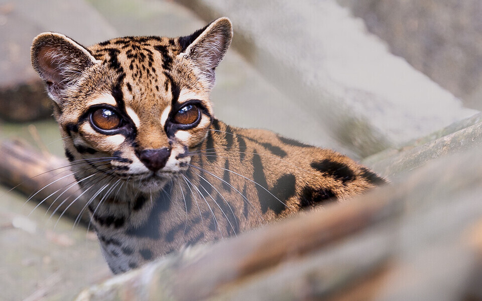 Uus kassiliik Leopardus tilcayo