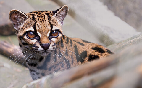 Uus kassiliik Leopardus tilcayo