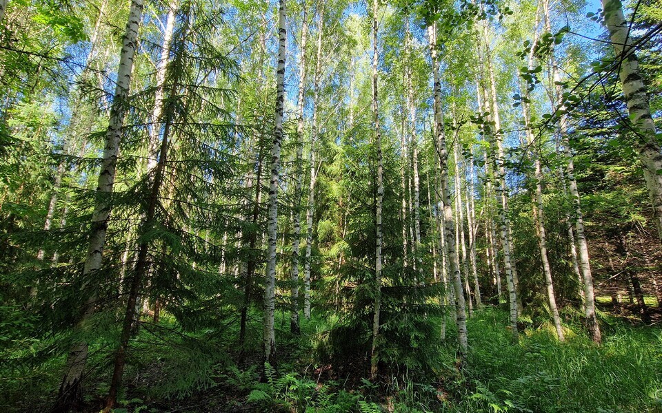 Mitmekesisema liigilise koosseisuga puistud peavad kliimamuutustega kaasnevatele häiringutele paremini vastu. Pildil nähtav kuuse teise rindega kaasik on Eestis tavapärane metsakooslus.