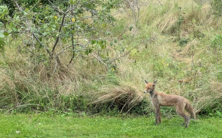 Rescuers took the fox caught in the Viru shopping center to the forest.