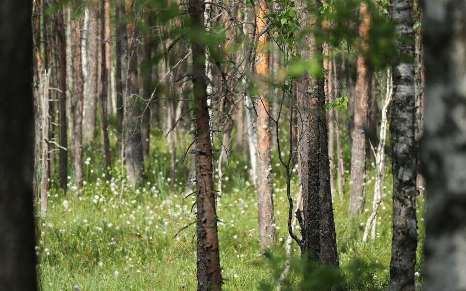 Kui seni on raiutud palju just mändi ja kuuske, siis tulevikus muutub populaarseimaks kask.