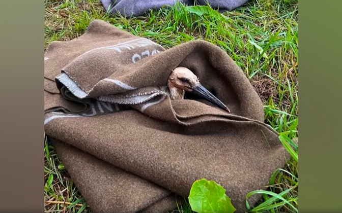 From tarantulas to a stork nest fire, Tallinn rescuers come to animals' aid