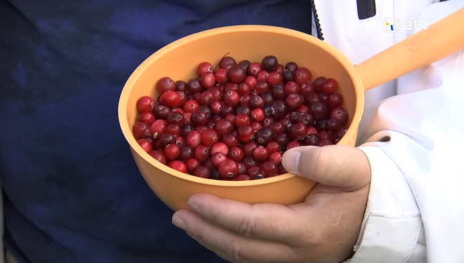 Cranberry harvest booms in Estonia's bogs as pickers seek extra income