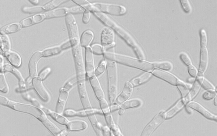 The filamentous cell form of Yarrowia lipolytica.