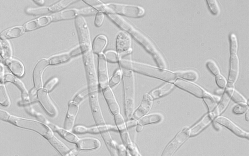 Yarrowia lipolytica niitjas rakuvorm