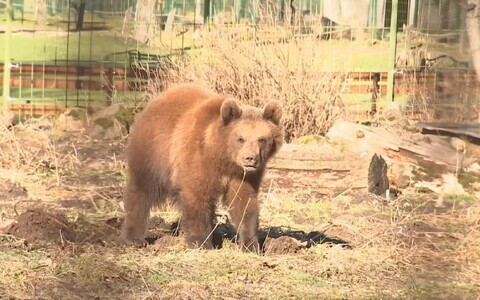M&otilde;mmu-Ursula the bear at Elistvere Animal Park.