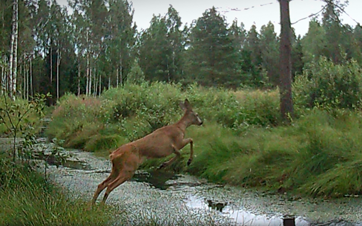 Rajakaamera ette jäänud kitseke
