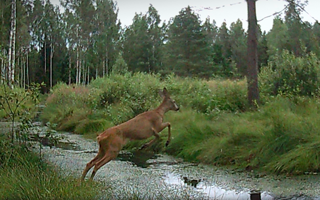 A roe deer leaping in front of the trail cam.