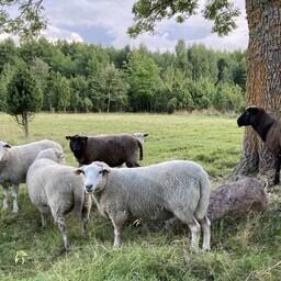 Loodussõbralik disain taasavastab lambavilla voorusi