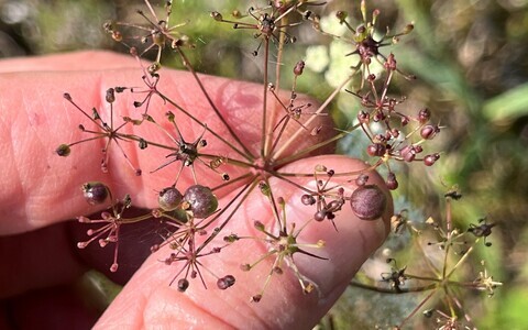 Hariliku nääri (Pimpinella saxifraga) õisik kahe pahksääsklase liigi pahkadega: Kiefferia pericarpiicola ebanormaalselt suurenenud viljades ja Lasioptera carophila sarikate keskel olevates paisetes.