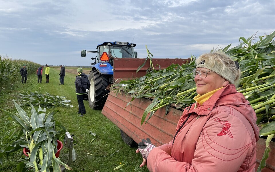 Maisi katsep&otilde;llu koristus Kuusikul, paremal teadur Elina Karron