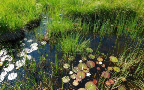 Ujurite elupaik madalsoos Tõnija külas Saaremaal