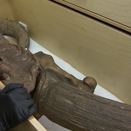 Loodusmuuseumi kogud kolivad uude majja, vana muuseum sulgeb peagi uksed