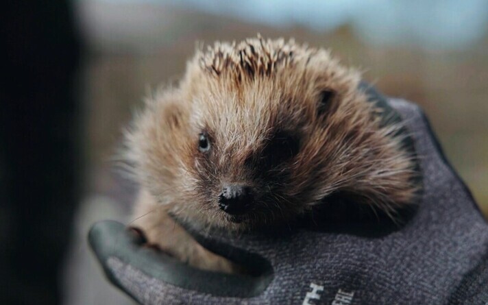 Hedgehogs are common in and around Tartu.