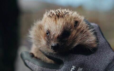 Hedgehogs are common in and around Tartu.
