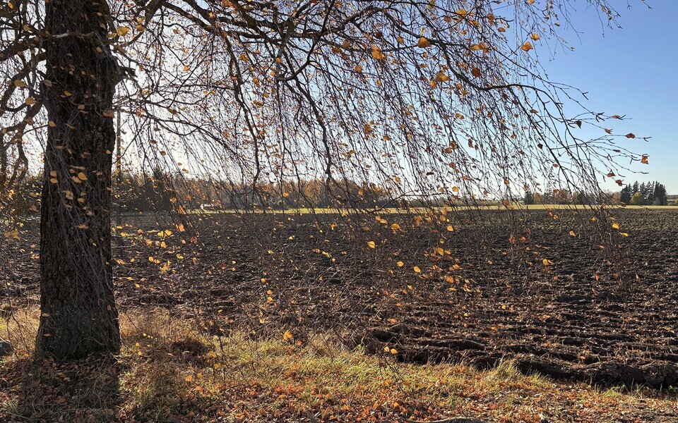 P&otilde;ld.