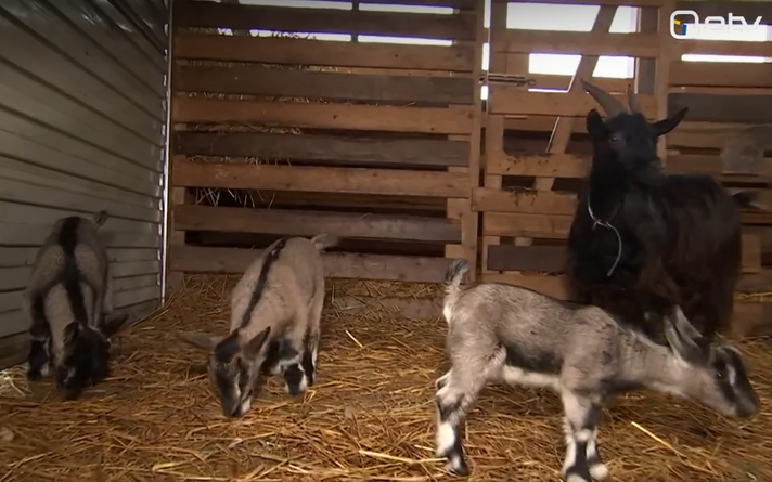 Lucy the goat and her triplet kids at Vahtra Hobby Farm in Kambja Municipality. October 2026