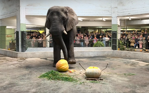 Tallinn Zoo's annual Pumpkin Party.