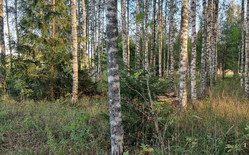 Istutatud kaskede alla tekivad looduslikult kuused, mis kaasikute puhul on tavaline protsess.